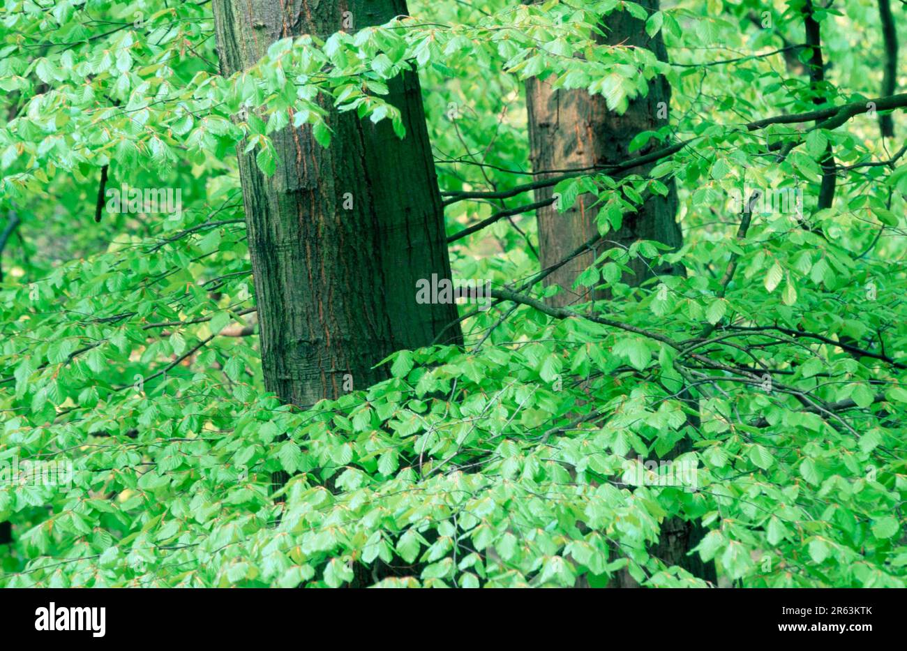 Faggio (Fagus sylvatica) in primavera, Renania settentrionale-Vestfalia, Germania, Buche im Fruehling, Nordrhein-Westfalen, Deutschland, Pflanzen, impianti Foto Stock