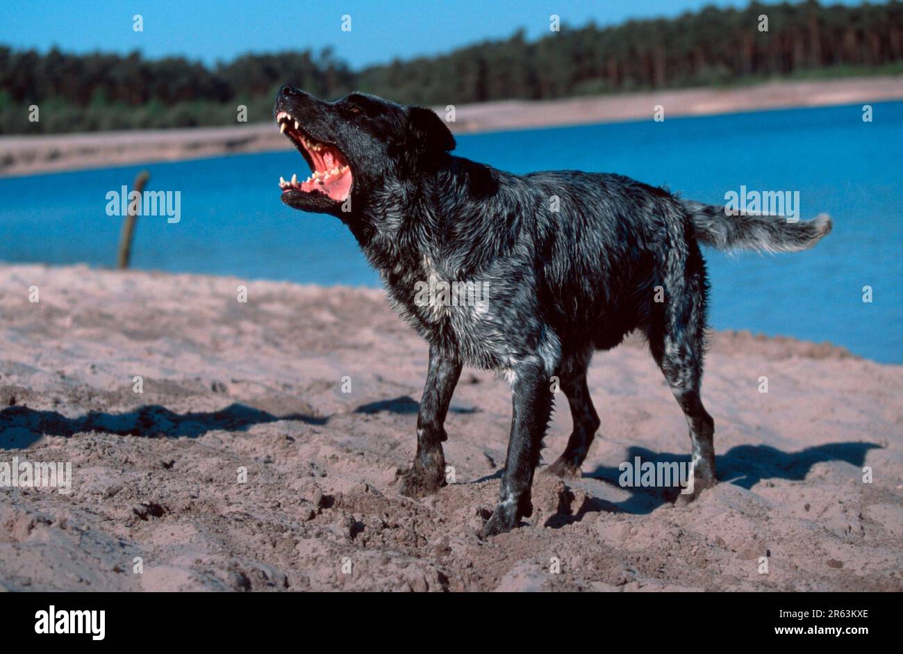 Cane di razza mista abbaiare, abbaiare, all'esterno, all'aperto Foto Stock