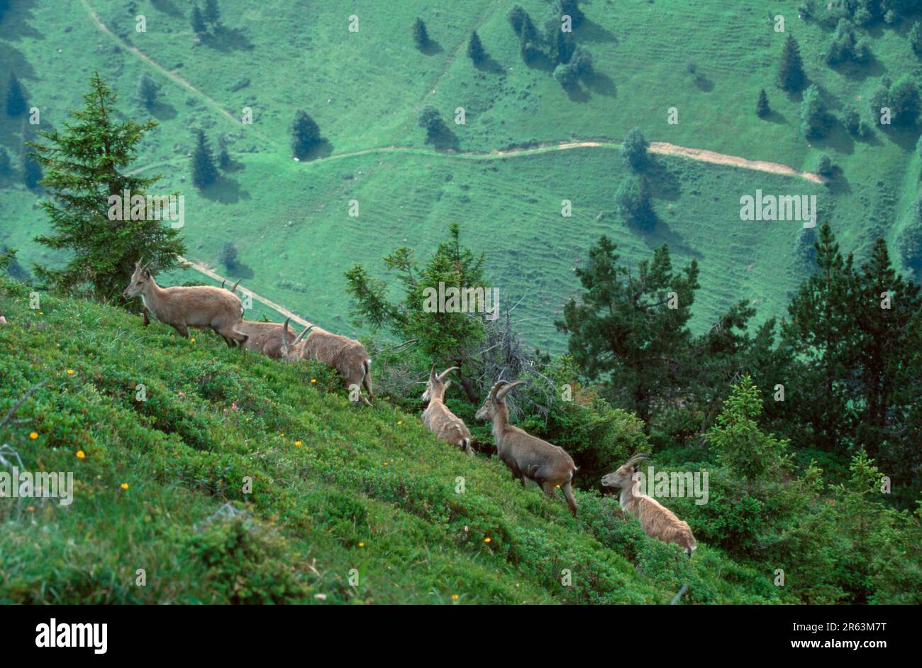 Alpine Ibex (Capra Ibex), mandria, Niederhorn, Svizzera, Alpensteinboecke, Rudel, Niederhorn, Berner Oberland, Schweiz, [Alpen, alpi, Europa, europa Foto Stock