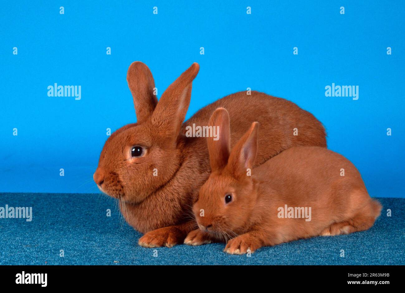 Coniglio neozelandese rosso con gattino, coniglio neozelandese rosso, neozelandese rosso, coniglio domestico Foto Stock