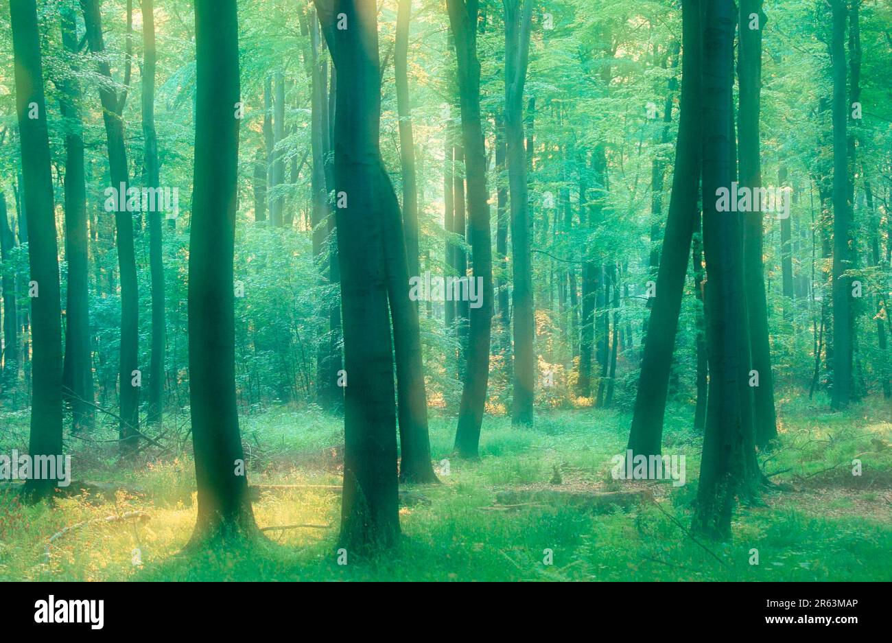 Foresta decidua alla luce del mattino, in primavera, Renania settentrionale-Vestfalia, faggio comune (Fagus sylvatica), Europa, retroilluminazione, paesaggi, paesaggio Foto Stock