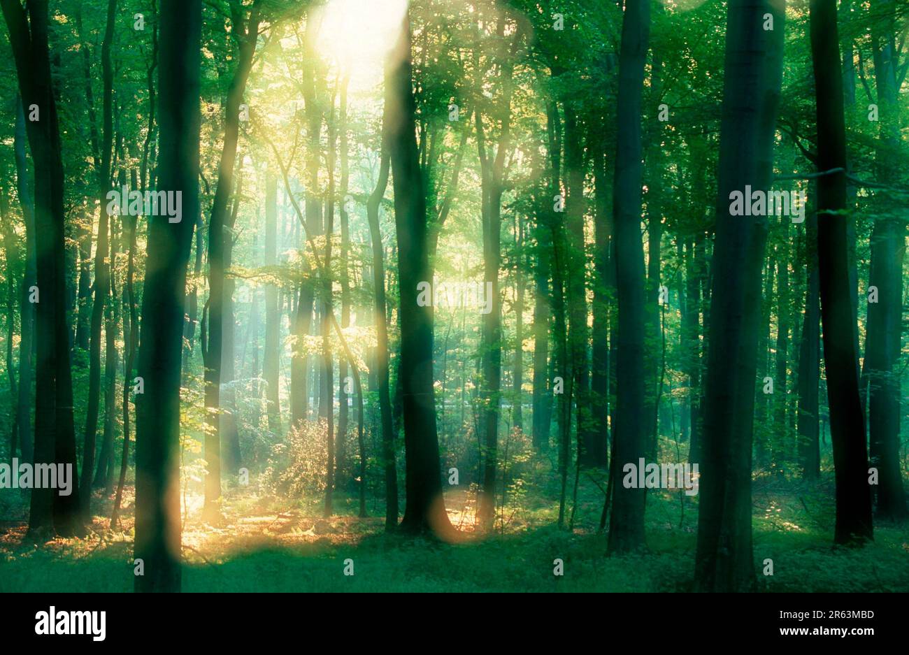 Foresta decidua alla luce del mattino, in primavera, Renania settentrionale-Vestfalia, faggio comune (Fagus sylvatica), Europa, retroilluminazione, astratto, doppia esposizione Foto Stock