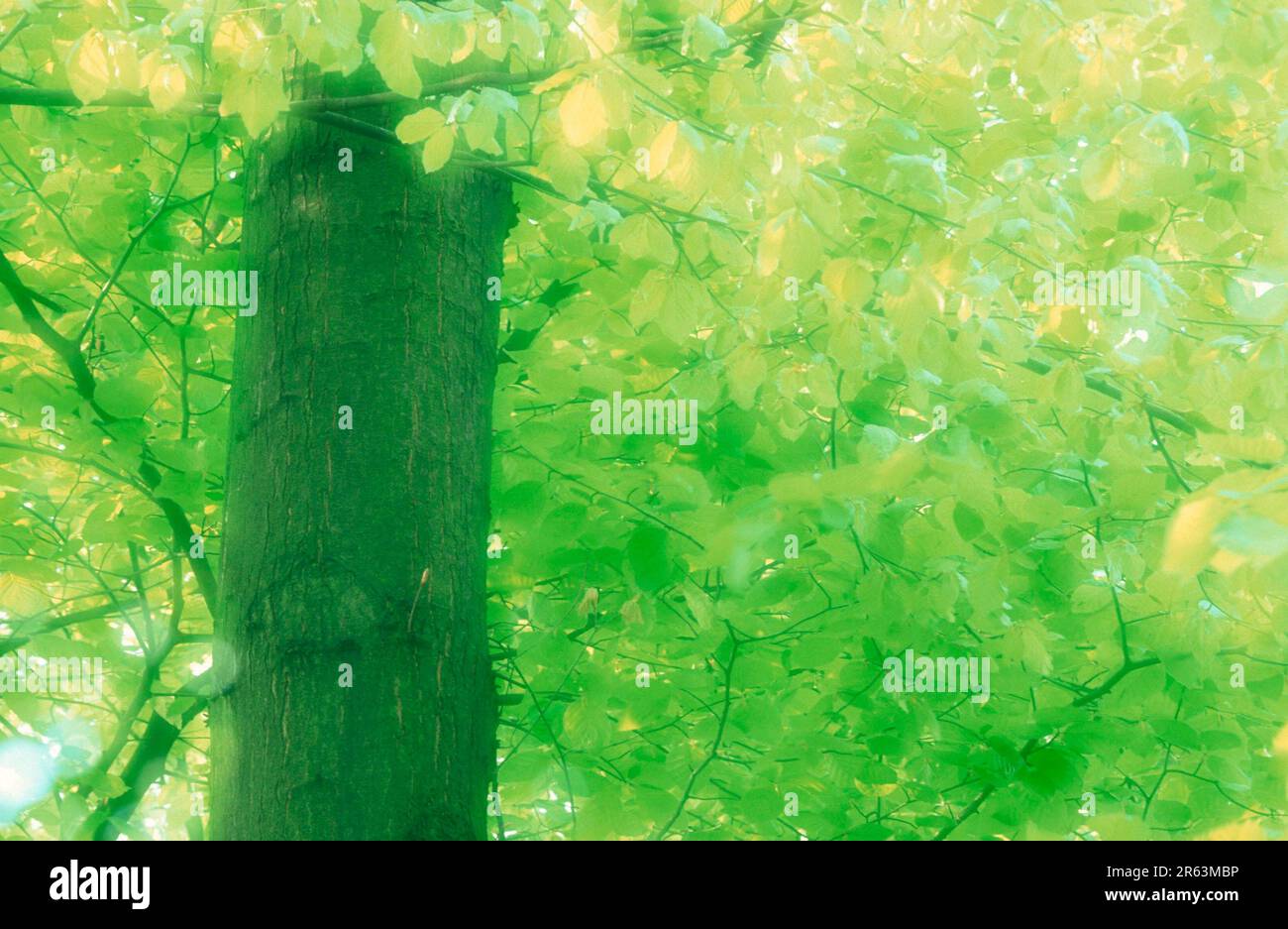 Faggio comune (Fagus sylvatica) in primavera, Germania, Renania settentrionale-Vestfalia, piante, famiglia di faggio, Fagaceae, albero deciduo, alberi decidui, Europa Foto Stock