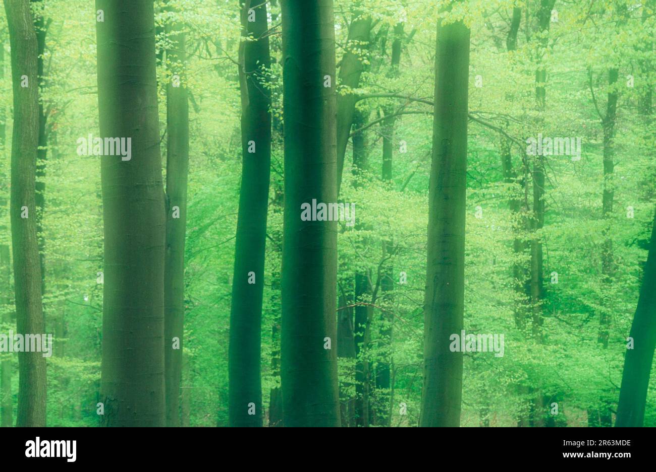 Foresta decidua in primavera, Renania settentrionale-Vestfalia, Germania (Fagus sylvatica), Laubwald im Fruehling, Nordrhein-Westfalen, Germania, Europa Foto Stock