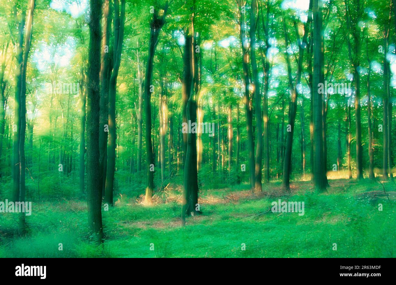 Foresta decidua alla luce del mattino, in primavera, Renania settentrionale-Vestfalia, Germania (Fagus sylvatica), Laubwald im Morgenlicht, Im Fruehling Foto Stock