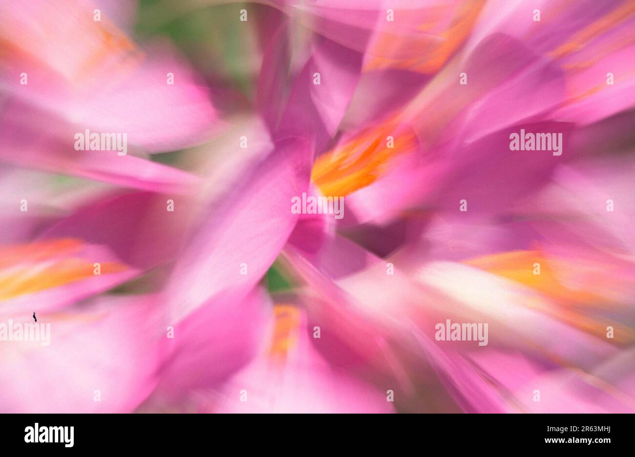 Fiori del croco Foto Stock