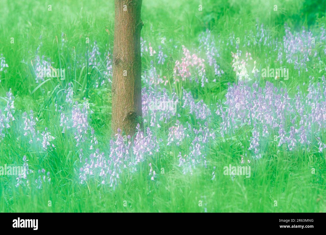 Campanella spagnola (Scilla hispanica), campanelle (Hyacintoides hispanica) Foto Stock