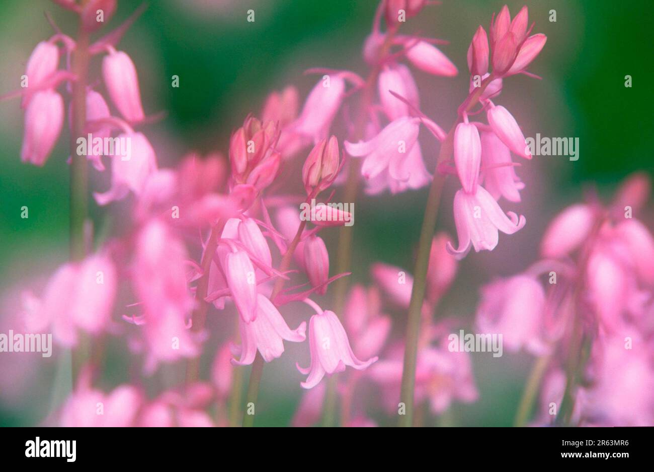 Campanella spagnola (Scilla hispanica), campanelle (Hyacintoides hispanica) Foto Stock