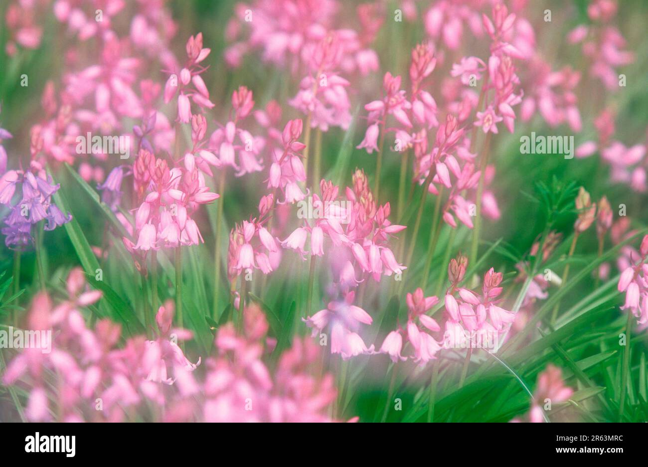 Campanella spagnola (Scilla hispanica), campanelle (Hyacintoides hispanica) Foto Stock