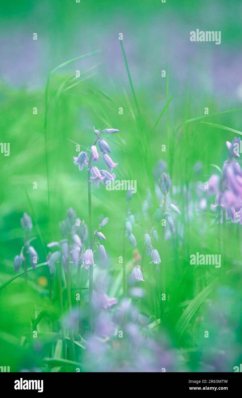 Spanish Spanish Bluebell (Hyacintoides hispanica) (Scilla hispanica), Bluebells, Bell scilla, piante, fiori, Famiglia lily, Liliaceae, bulbo Foto Stock
