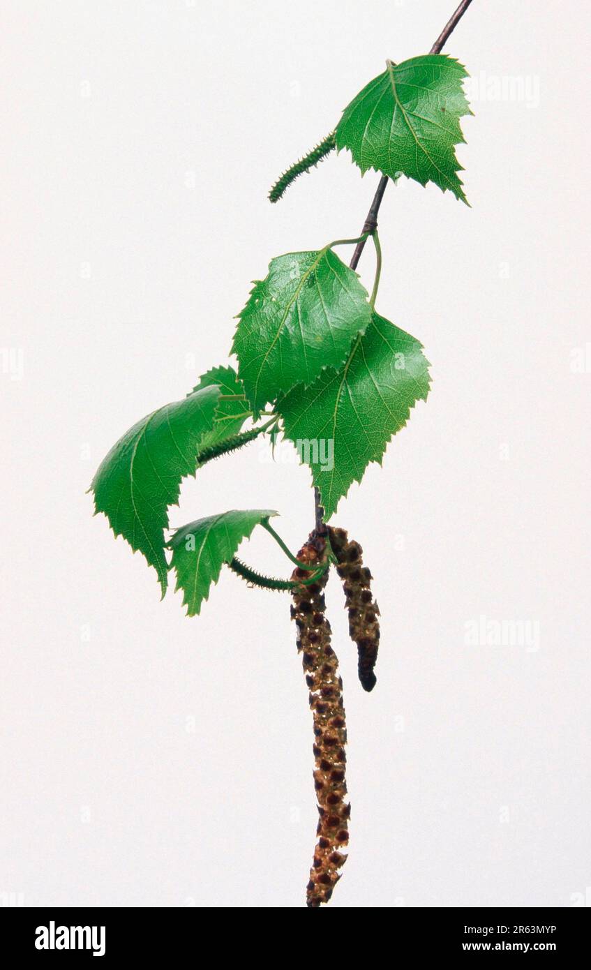 Silver Birch (Betula pendula), foglie e catkin, Weissbirke, Haengebirke, Blaetter und Kaetzchen, [Pflanzen, piante, Haengebirke, Birkengewaechse Foto Stock