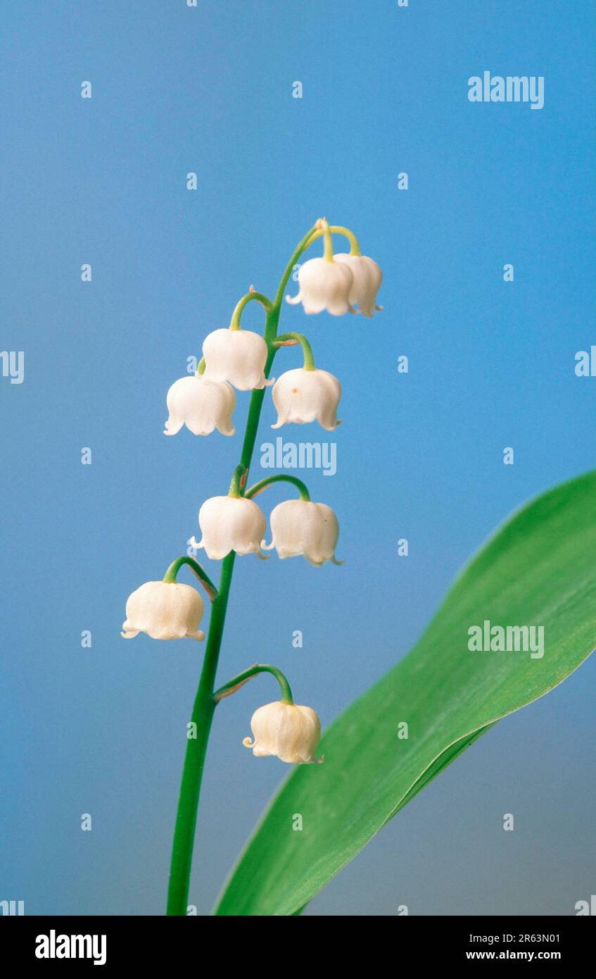 Giglio della Valle (Convallaria majalis), Maigloeckchen, Blumen, fiori, Giftpflanzen, Giftig, piante velenose, Heilkraeuter, erbe medicinali Foto Stock