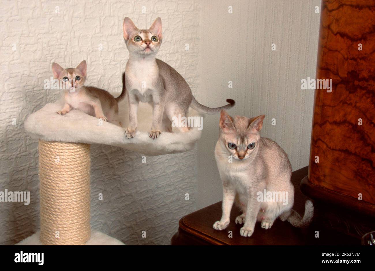 Gatti Singapura, femmina con gattini, 8 settimane e 6 mesi Foto Stock