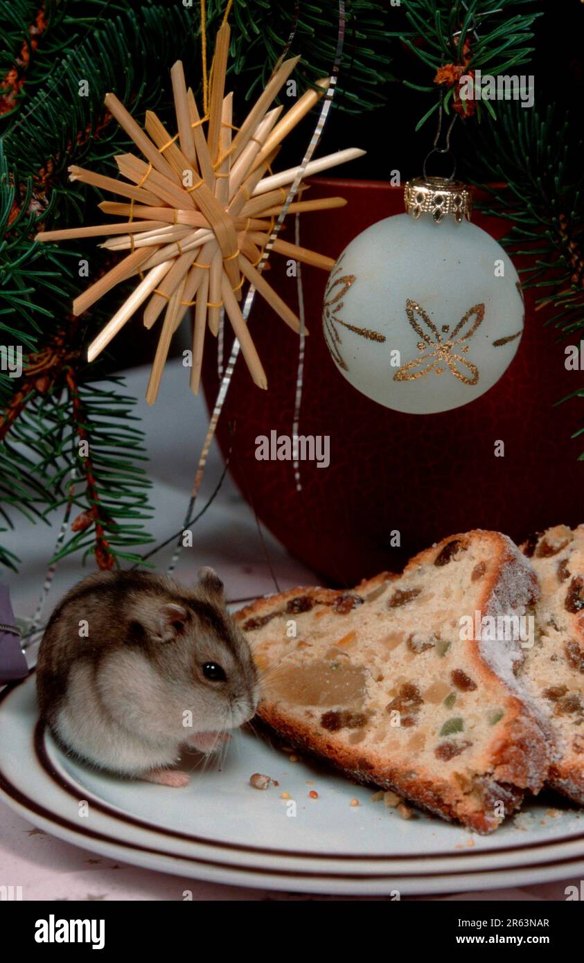 Criceto Djungariano (Phodopus sungorus) seduto su un piatto di torta con torta di Natale Foto Stock