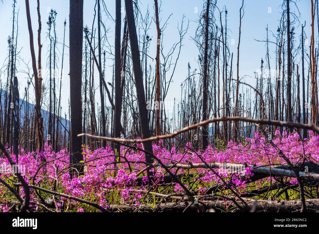 Fiori di pianta di Fireweed selvaggi visti in piena fioritura con sfondo blu del cielo, alberi di abete rosso bruciati seduti dietro e migliaia di fiori rosa e viola Foto Stock