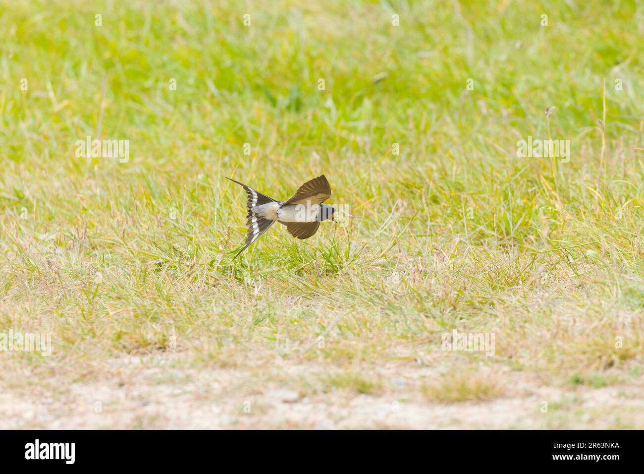 Barn ingoiare Hirundo rustica, donna adulta che vola, in procinto di catturare damselfly, Suffolk, Inghilterra, giugno Foto Stock