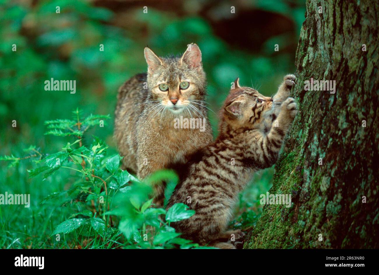 Gatto selvatico europeo (Felis silvestris) con giovani artigli affilanti, gatto selvatico europeo Foto Stock