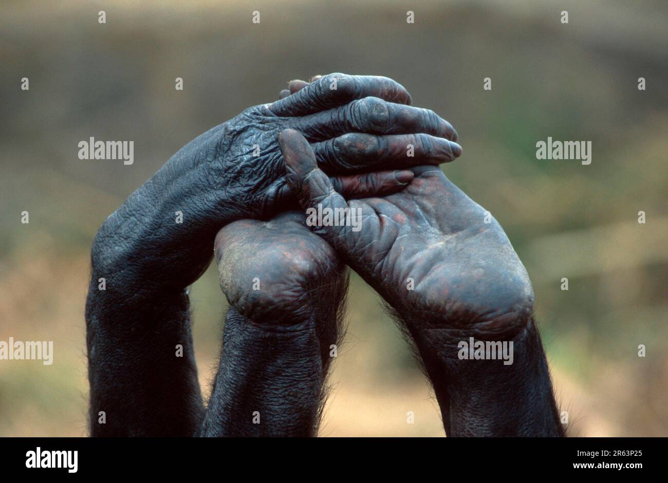 Bonobo (Pan paniscus), mano e piedi, bonobo Foto Stock