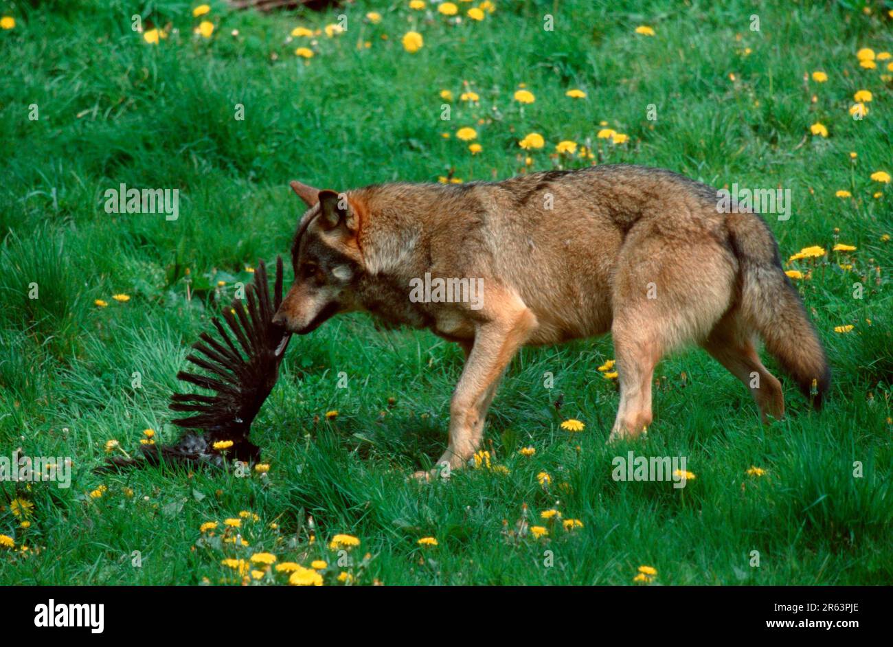 Lupo con corvo morto (Canis lupus) Foto Stock