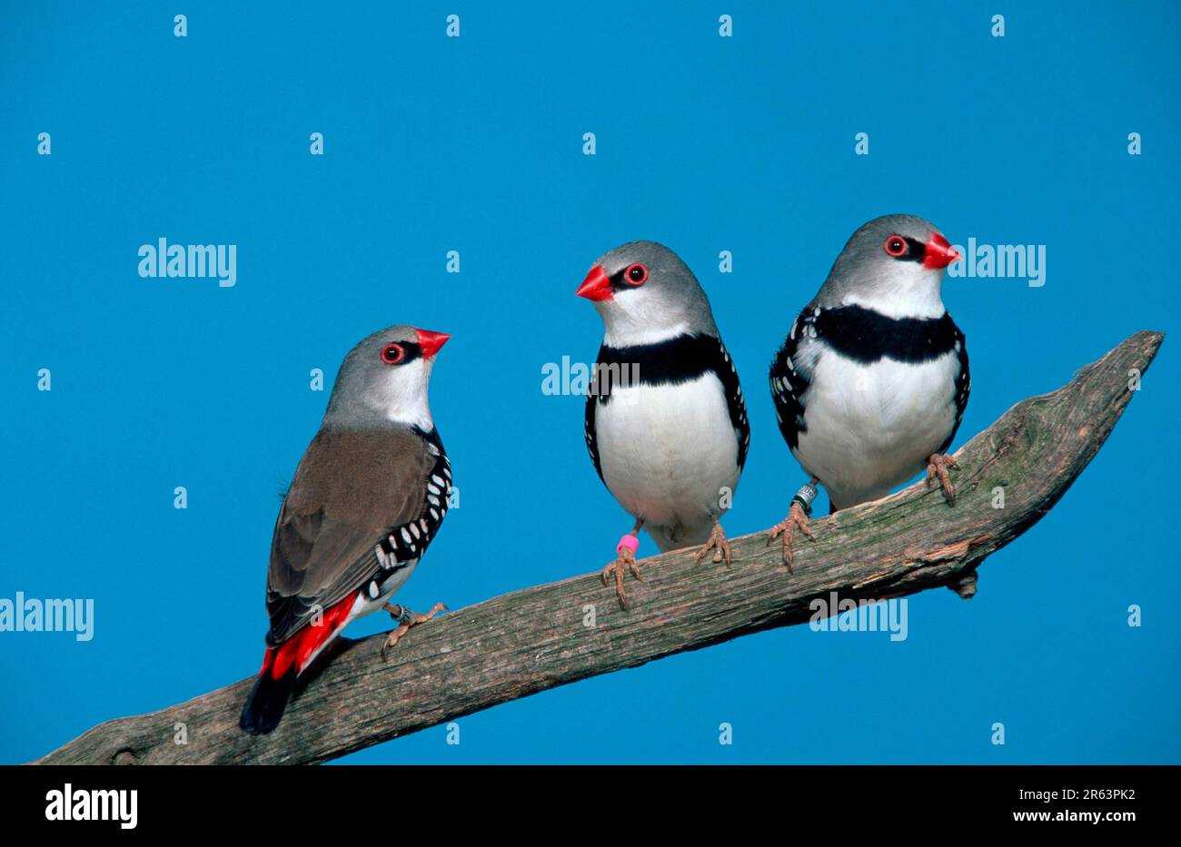 Commercio al dettaglio di diamanti (Stagonopleura guttata) Foto Stock