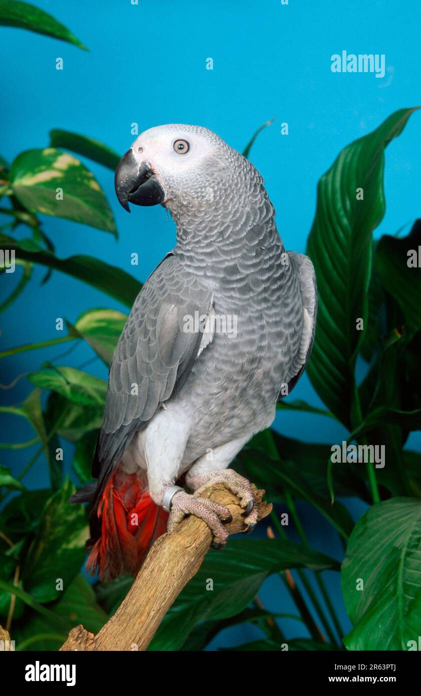Congo pappagallo grigio africano (Psittacus erithacus erithacus) Foto Stock