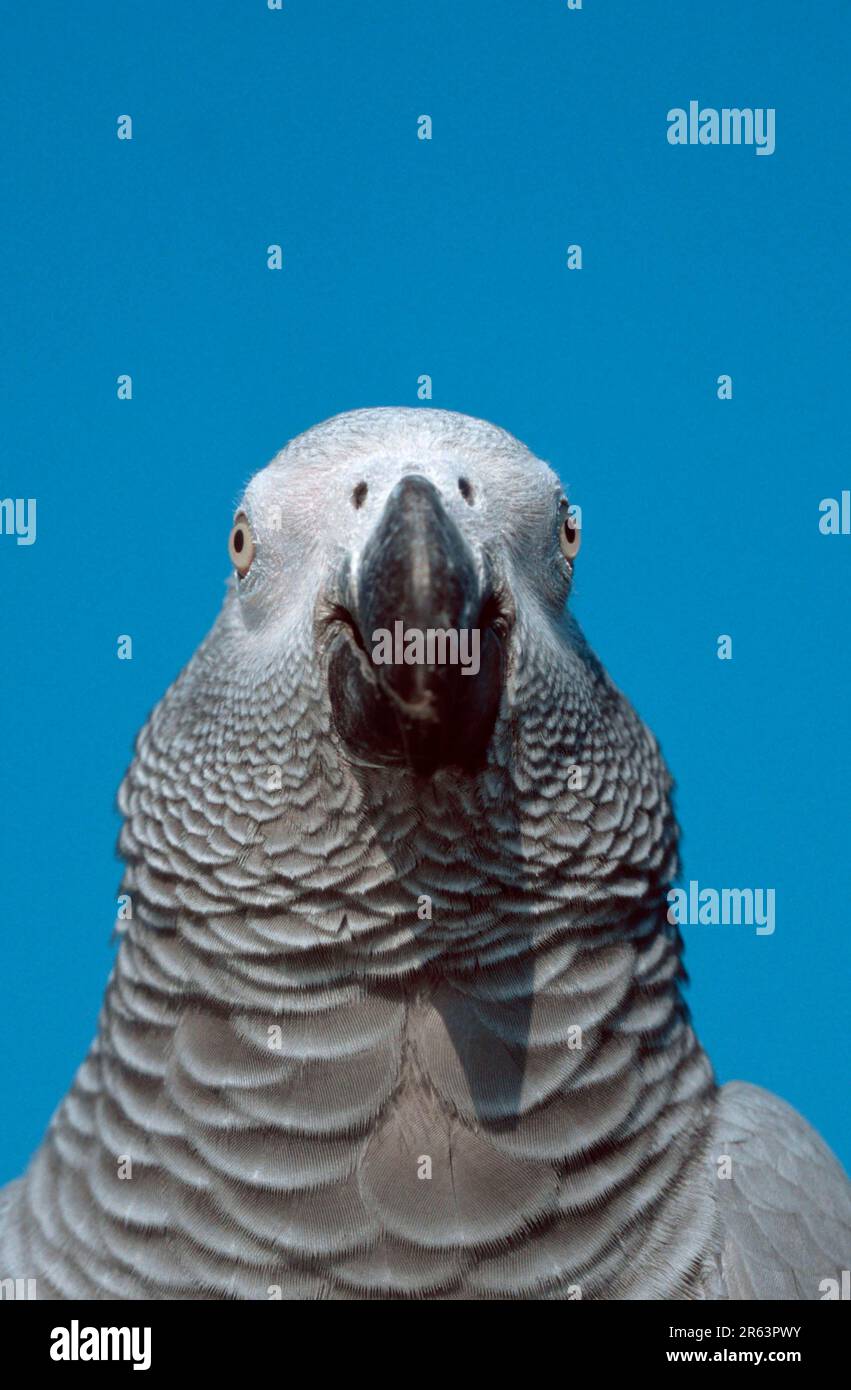 Pappagallo grigio, congo pappagallo grigio africano (Psittacus erithacus erithacus) (Africa) (animali) (uccelli) (pappagalli) (pappagalli) (animali domestici) (animali domestici) (animali domestici) (esterni) Foto Stock