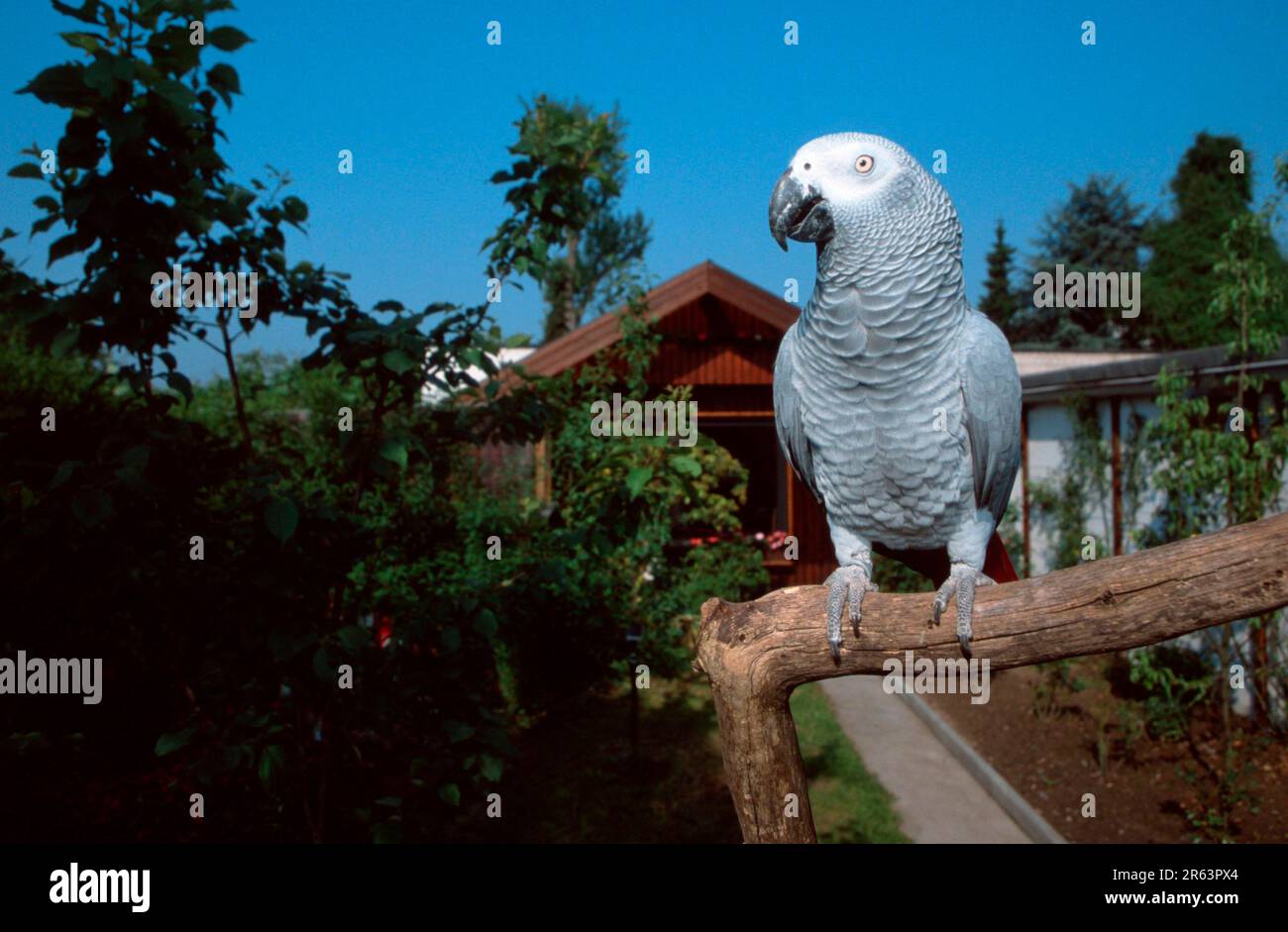 Pappagallo grigio, in giardino (Psittacus erithacus erithacus) Foto Stock