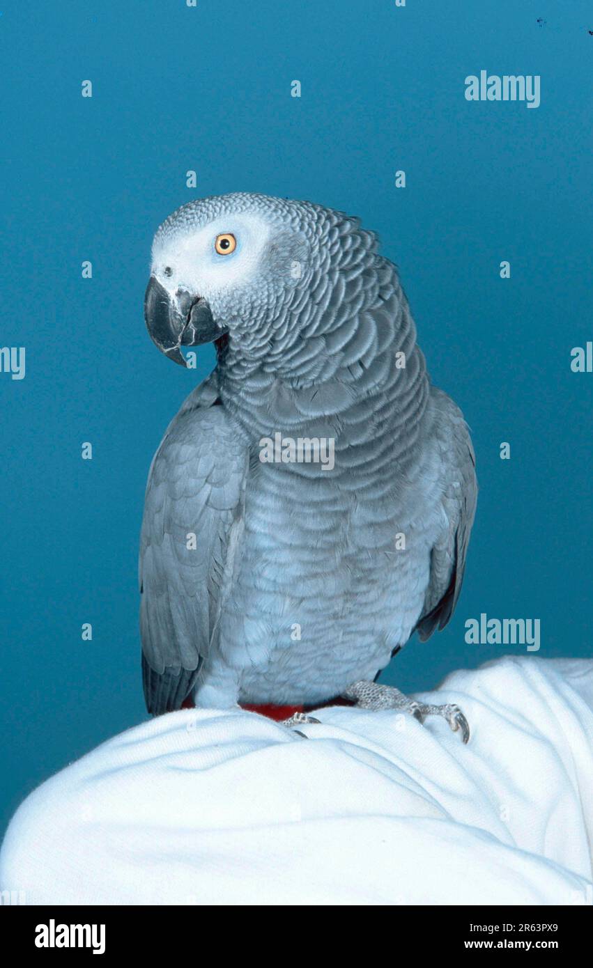 Congo pappagallo grigio africano (Psittacus erithacus erithacus) Foto Stock