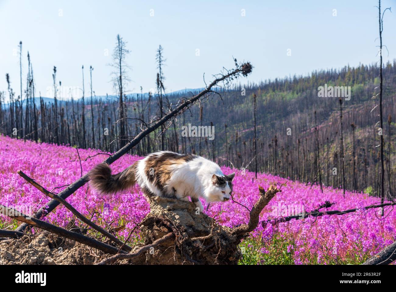 PET gatto a piedi su albero bruciato rosa fiori di Fireweed durante l'estate nel nord del Canada con splendido scenario rosa, viola che circonda il felino Foto Stock