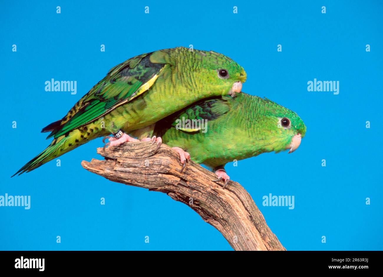 Parakeets Lineolated (Bolborhynchus lineola), coppia Foto Stock
