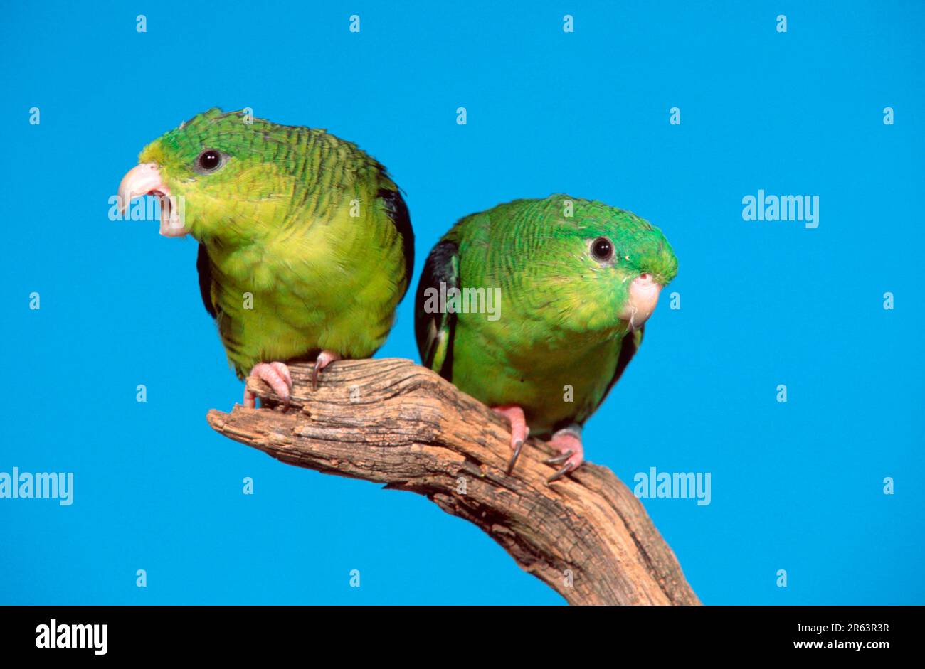 Parrakets Lineolated, coppia (Bolborhynchus lineola) Foto Stock
