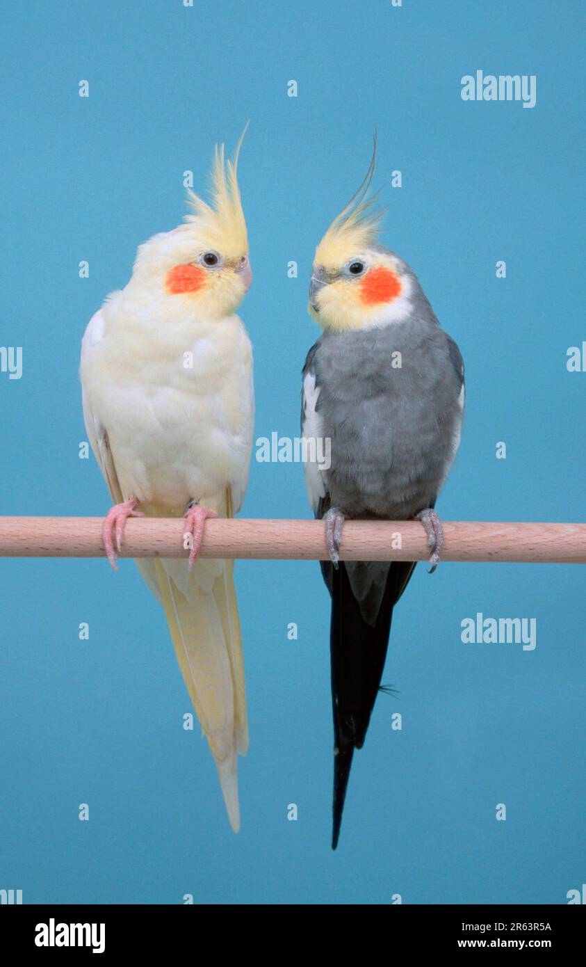 Cockatiels (Nymphicus hollandicus), coppia Foto Stock