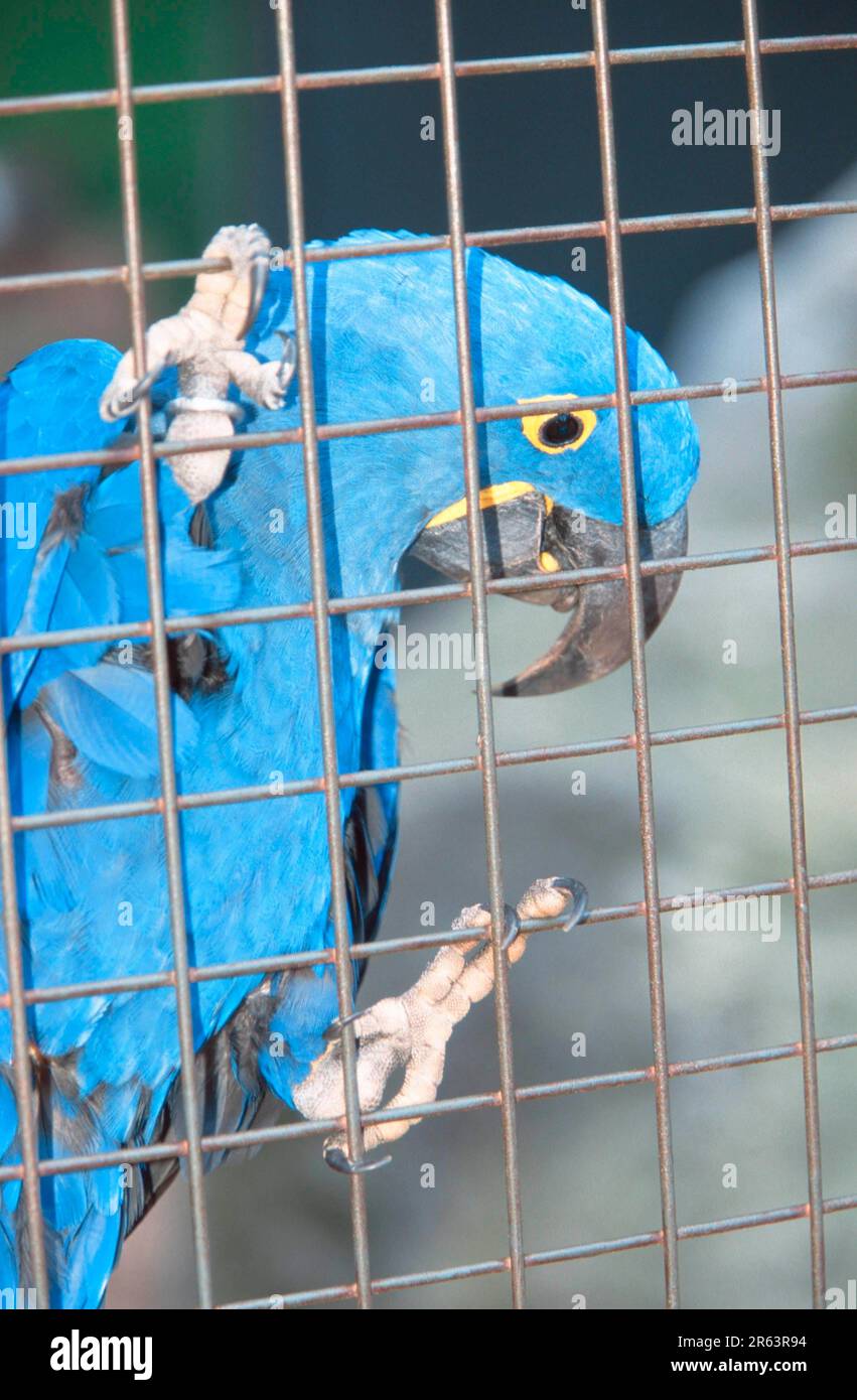 Macaw di iacinto (Anodorhynchus hyacinthinus) im Kaefico (Suedamerika) (America del Sud) (Tiere) (Animali) (Vogel) (Voegel) (uccelli) (Aras) (macaws) Foto Stock