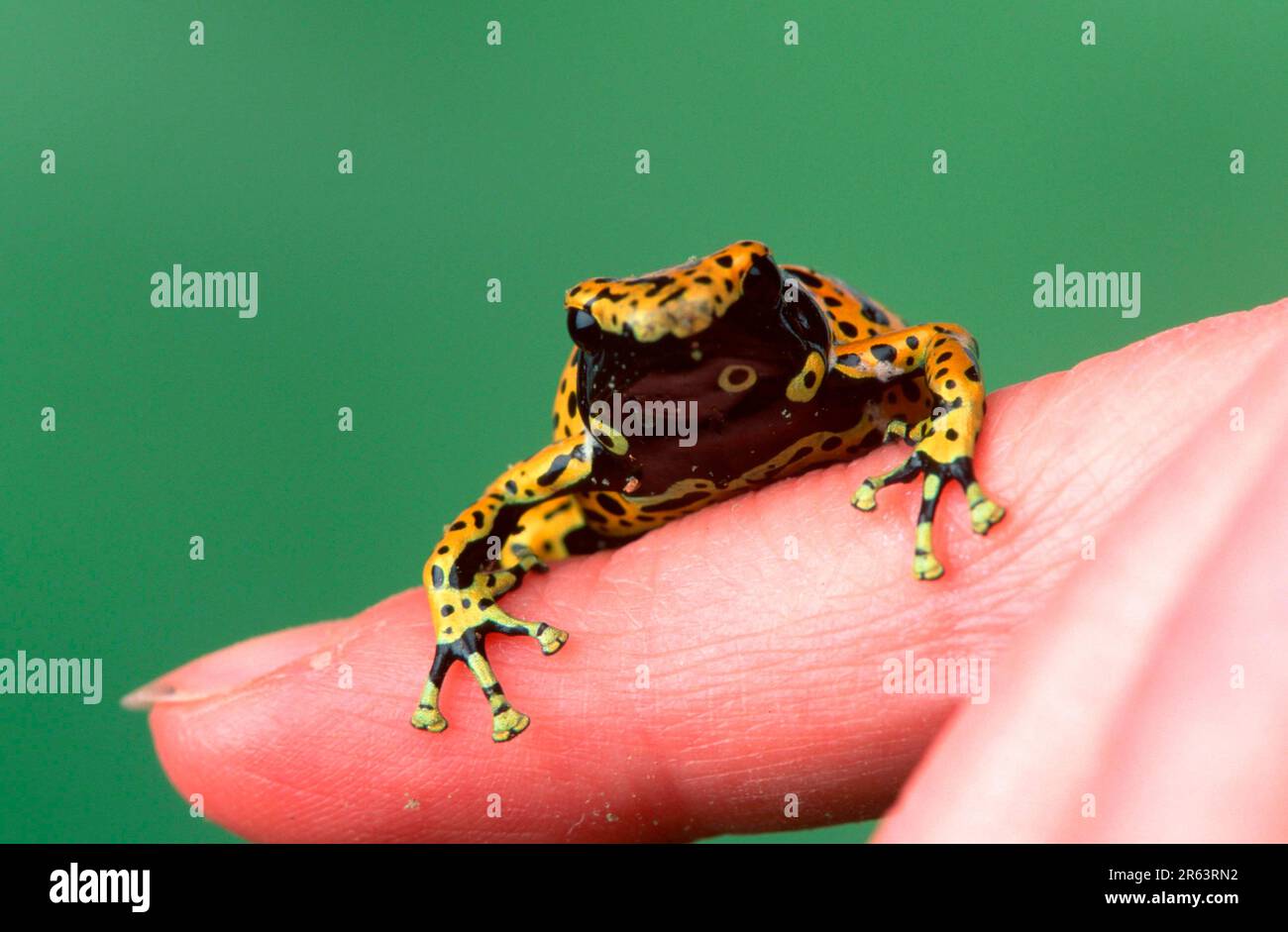 Rana gialla con freccia avvelenata (Dendrobates leucomelas) a dito, rana avvelenata Foto Stock