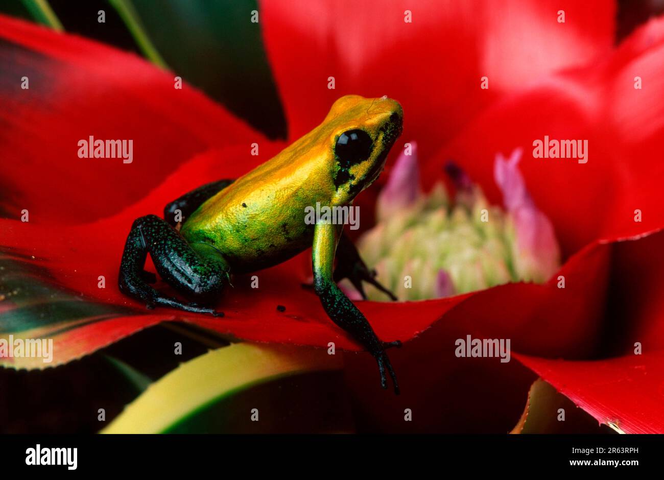 Rana velica a zampe nere (Phyllobates bicolore), rana di cervo veleno Foto Stock