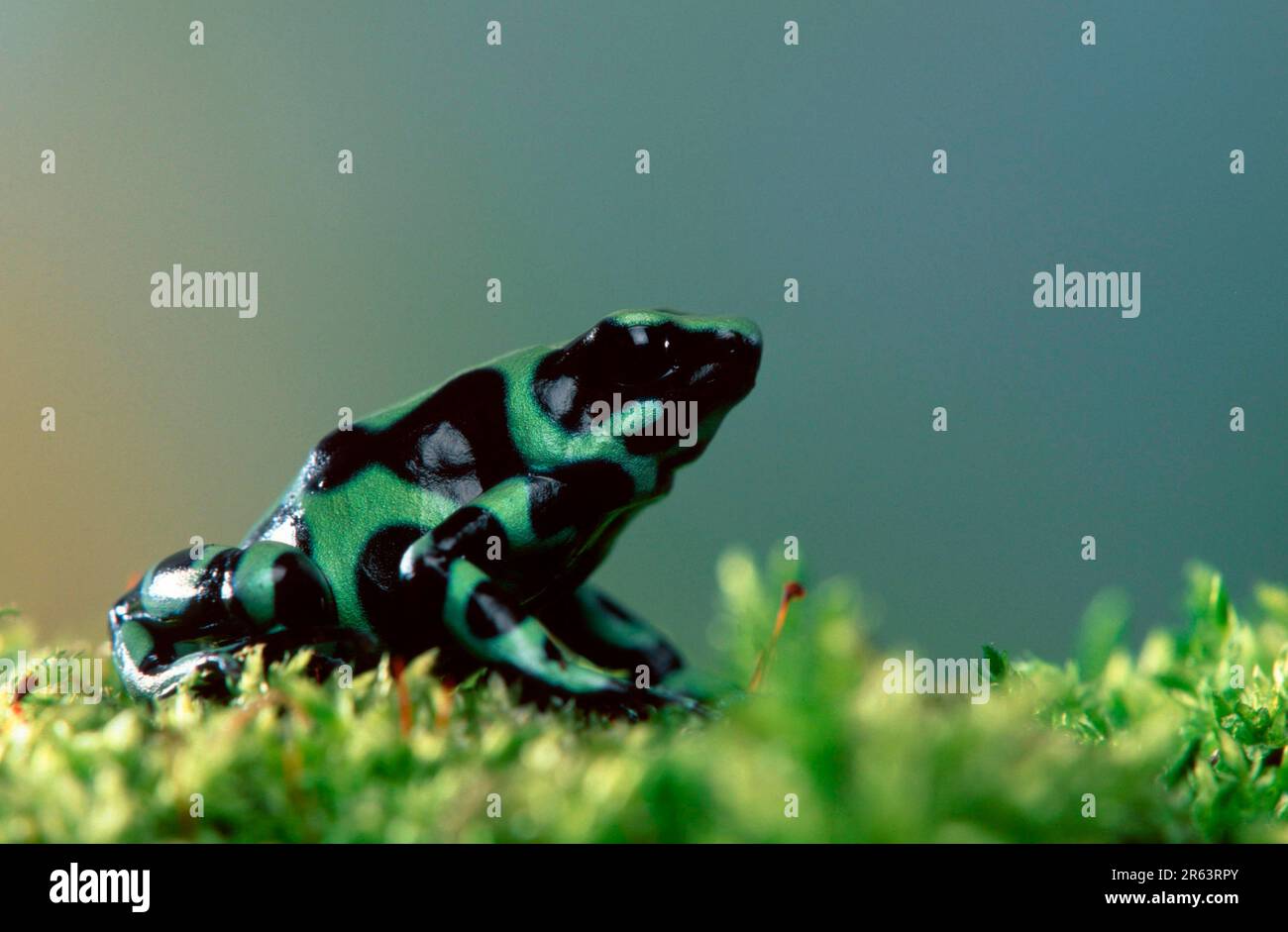 Rana verde e nera avvelenata (Dendrobates auratus) Foto Stock