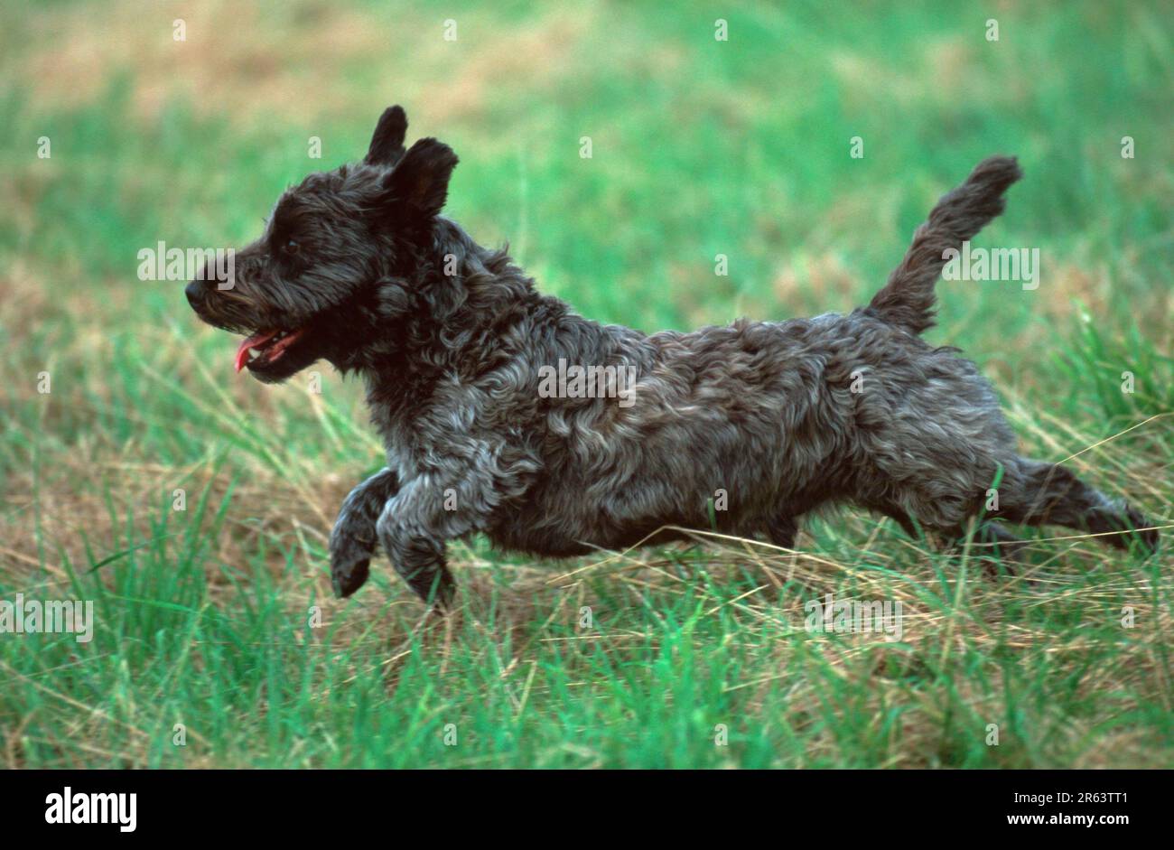 Cane di razza mista che attraversa prati, cane di razza mista, misto di terrrier scotch, che attraversa prati (animali) (mammiferi) (mammiferi) (cane domestico) Foto Stock