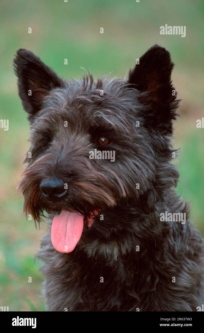 Cane di razza mista, cane di razza mista, misto di scotch (animali) (mammiferi) (mammiferi) (cane domestico) (animale domestico) (esterno) (testa) (ritratto) (lingua) (lingua) (lingua) Foto Stock