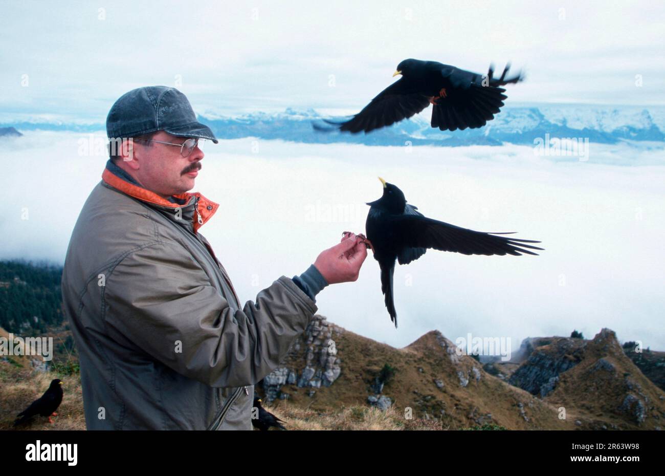 Uomo che nutre poughs alpini (graculus di Pyrhocorax), Niederhorn, Alpi, Svizzera Foto Stock