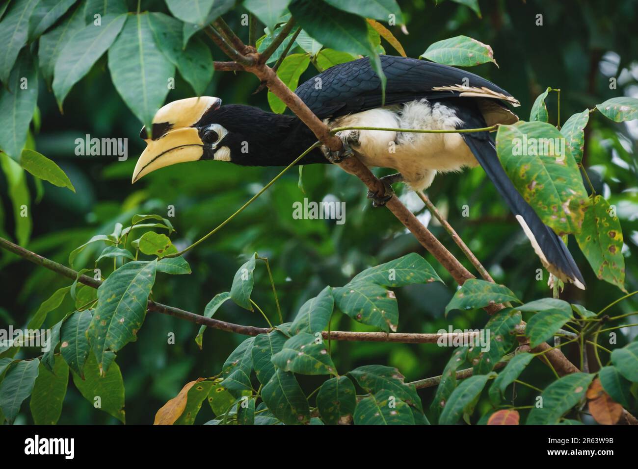 Specie di uccelli selvatici 'Oriental pied hornbill', Anthracoceros albirostris, con un impressionante becco grande in un albero a Koh Chang, Thailandia Foto Stock
