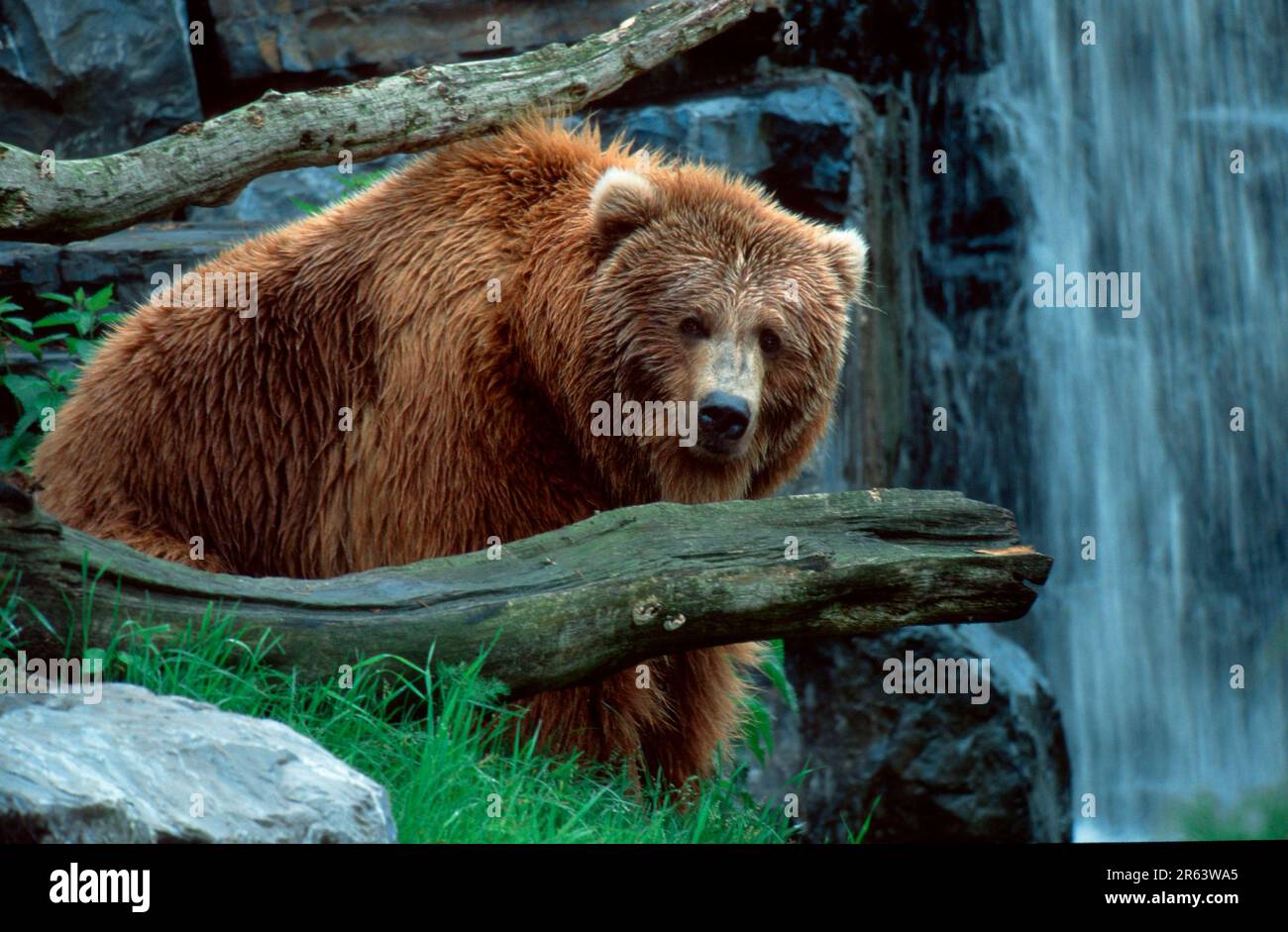 Kodiak bear ursus arctos middendorffi immagini e fotografie stock ad