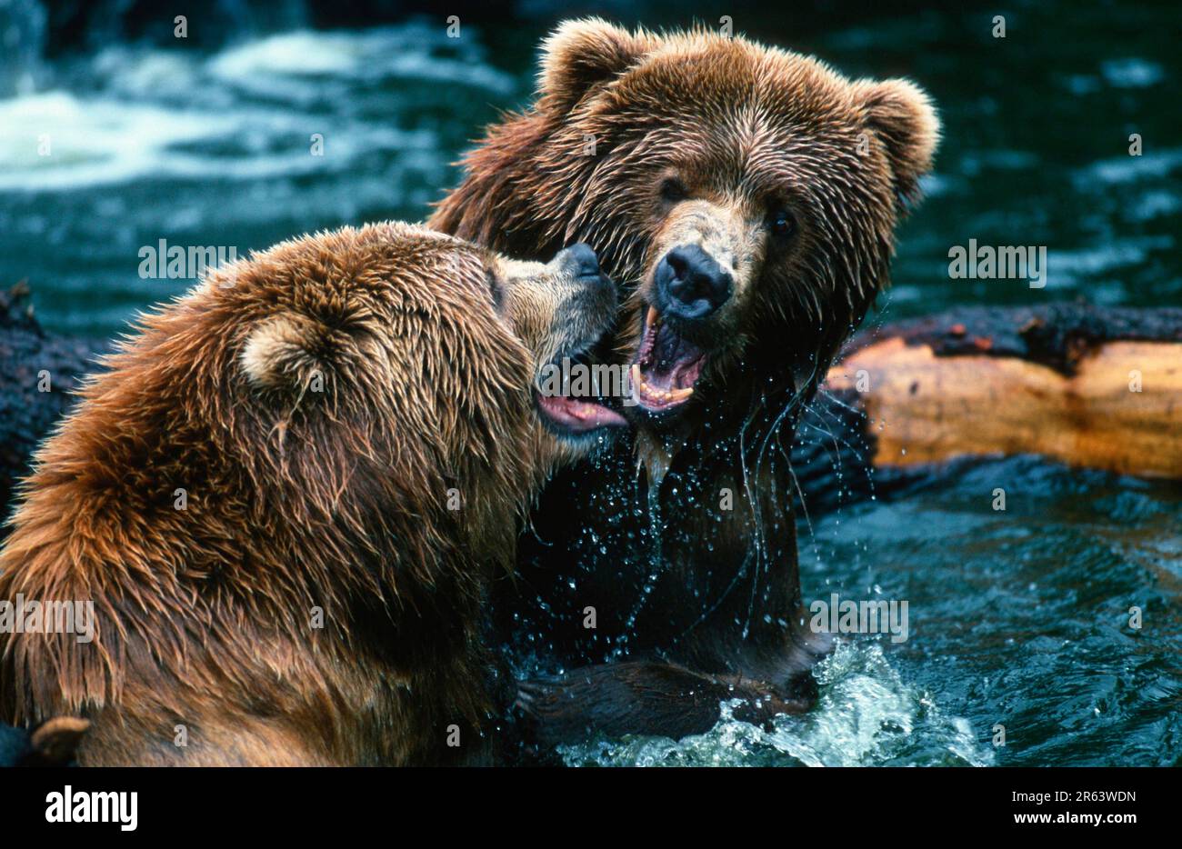 Orsi Kodiak (Ursus arctos middendorffi) Foto Stock