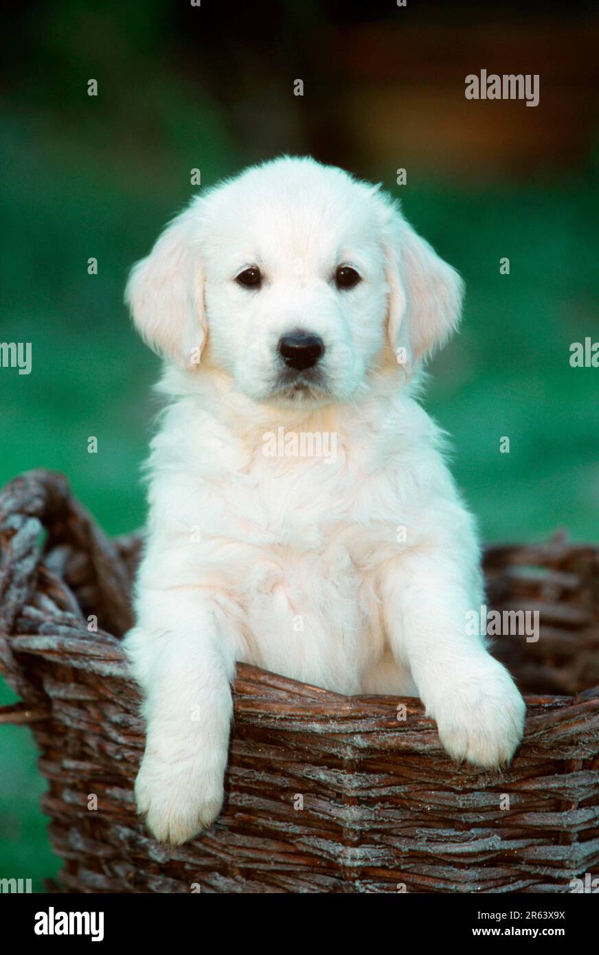 Golden Retriever, cucciolo, 8 settimane, cestino Foto Stock