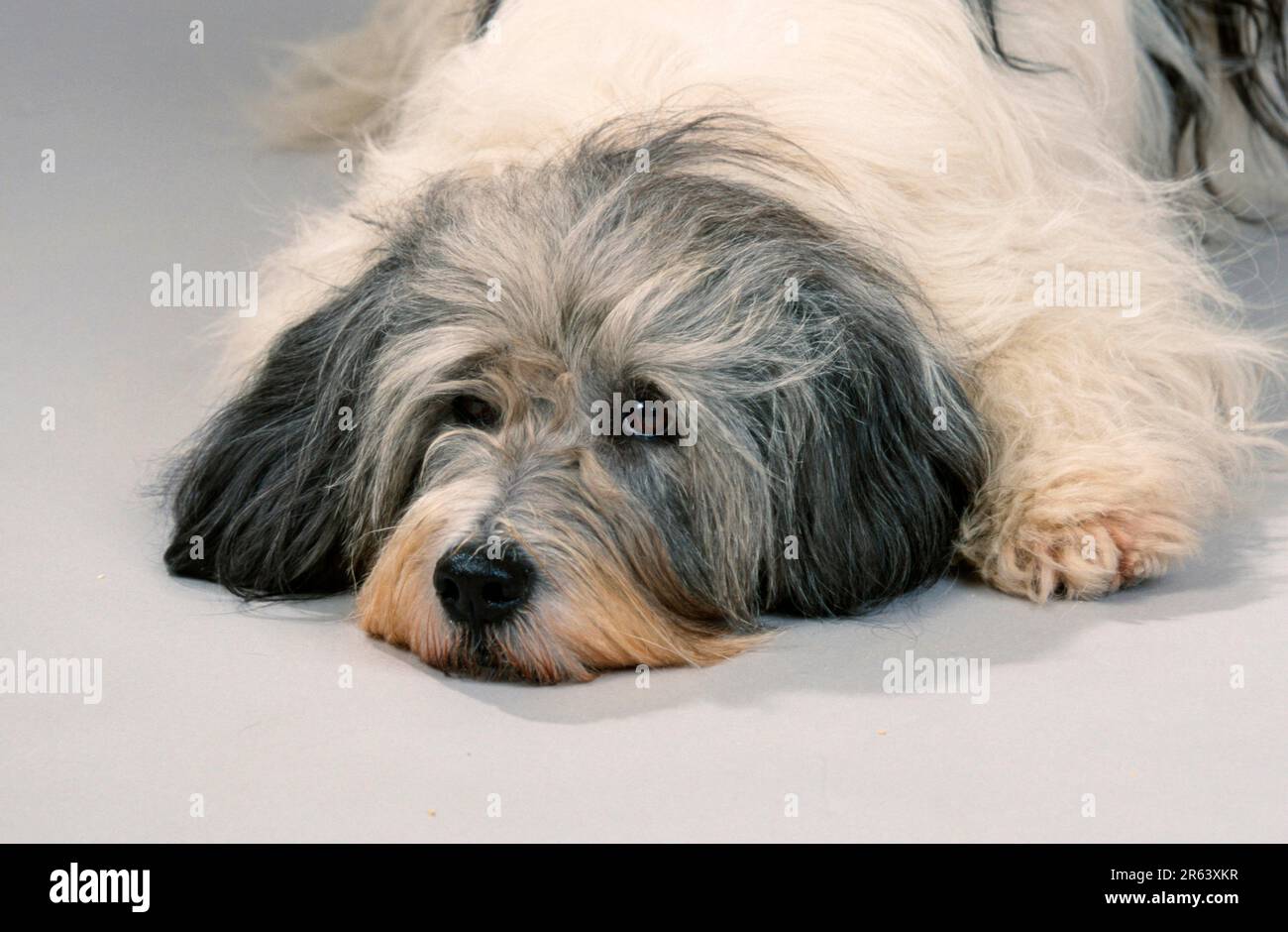 Polacco Lowland Sheepdog, PON, Polski Owczarek Nizinny Foto Stock