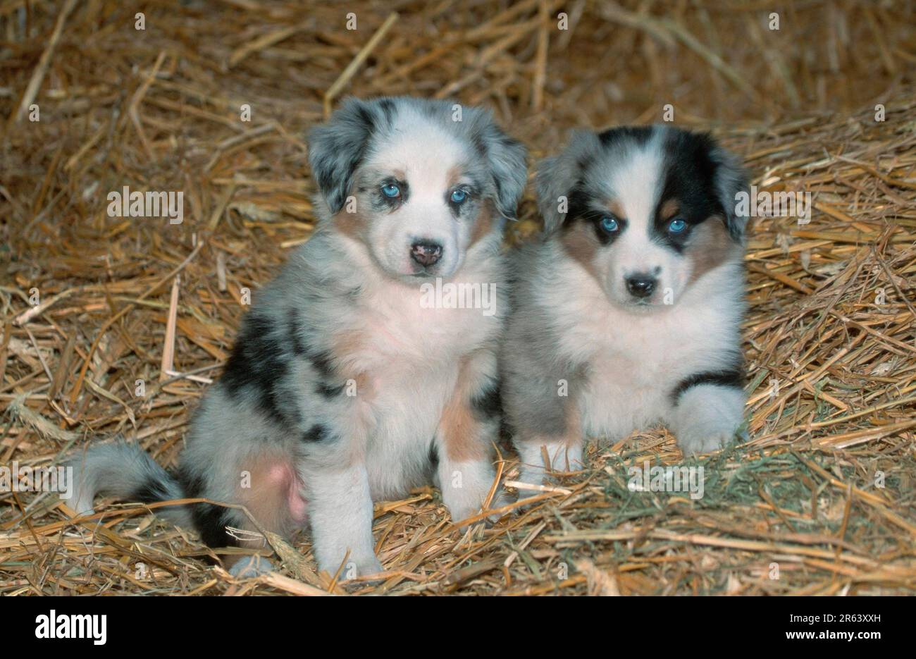 Pastori australiani, cuccioli, di 7 settimane, cuccioli, di 7 settimane (mammiferi) (animali) (cane domestico) (animale domestico) (cucciolo) (giovane) (frontale) (testa su) (da Foto Stock