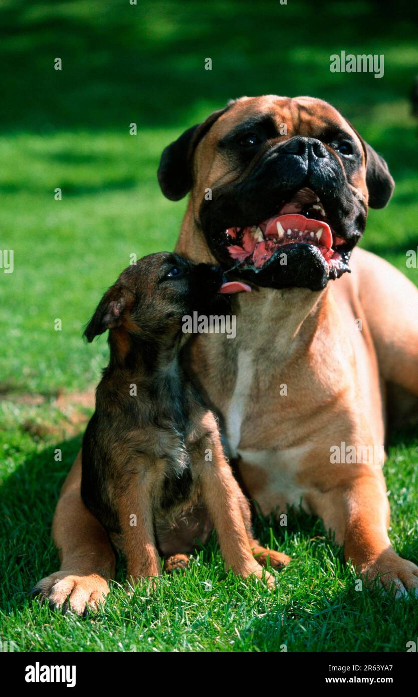 Bullmastiff e Border Terrier Puppy, Bullmastiff e Border Terrier Puppy (mammiferi) (animali) (cane domestico) (animale domestico) (animale domestico) (animale domestico) (esterno) (esterno) Foto Stock
