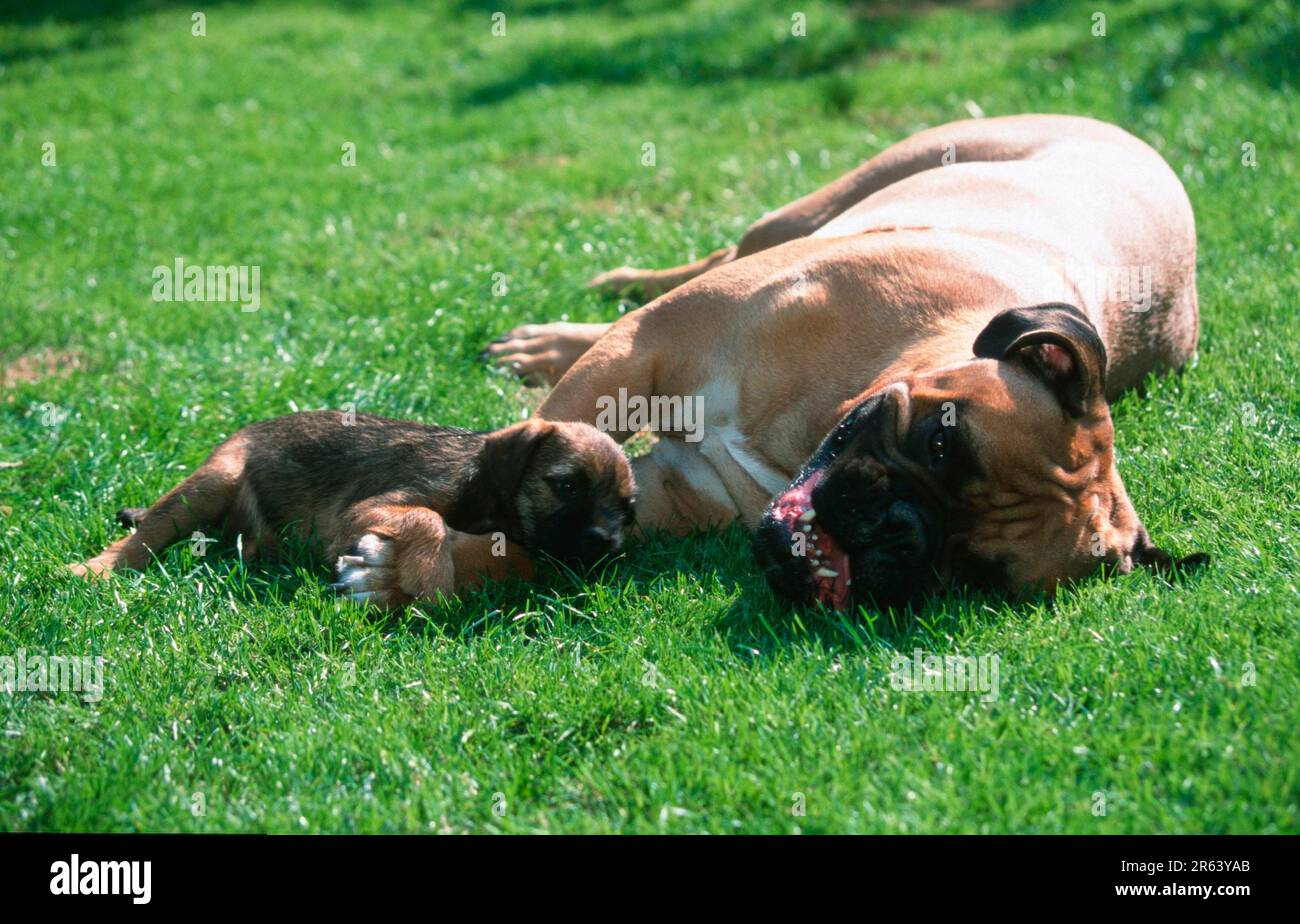 Bullmastiff e Border Terrier Puppy, Bullmastiff e Border Terrier Puppy (mammiferi) (animali) (cane domestico) (animale domestico) (esterno) (esterno) (retroilluminazione) Foto Stock