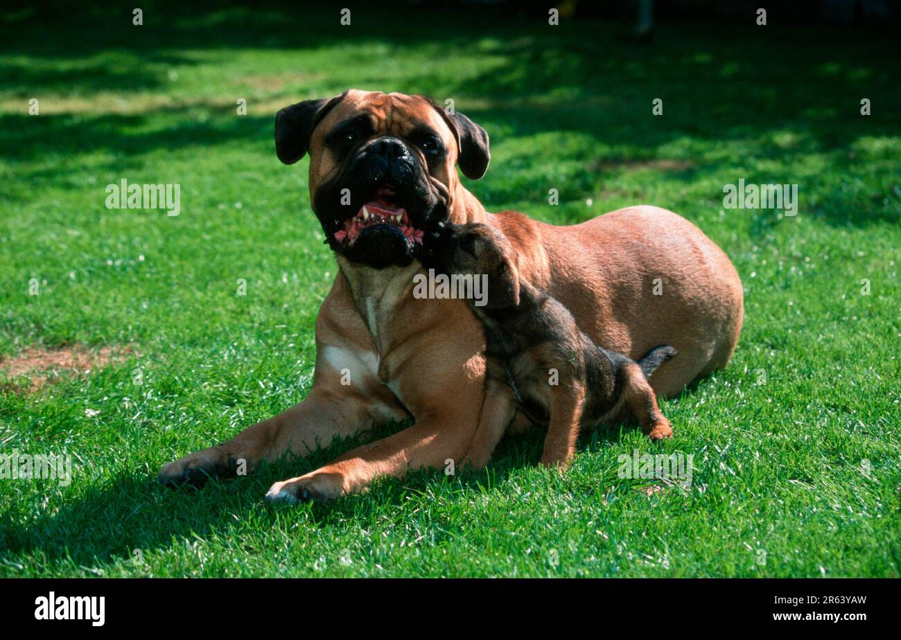 Bullmastiff e Border Terrier cucciolo, Bullmastiff e Border Terrier-Puppy (mammiferi) (animali) (cane domestico) (animale domestico) (animale domestico) (animale domestico) (esterno) (esterno) Foto Stock