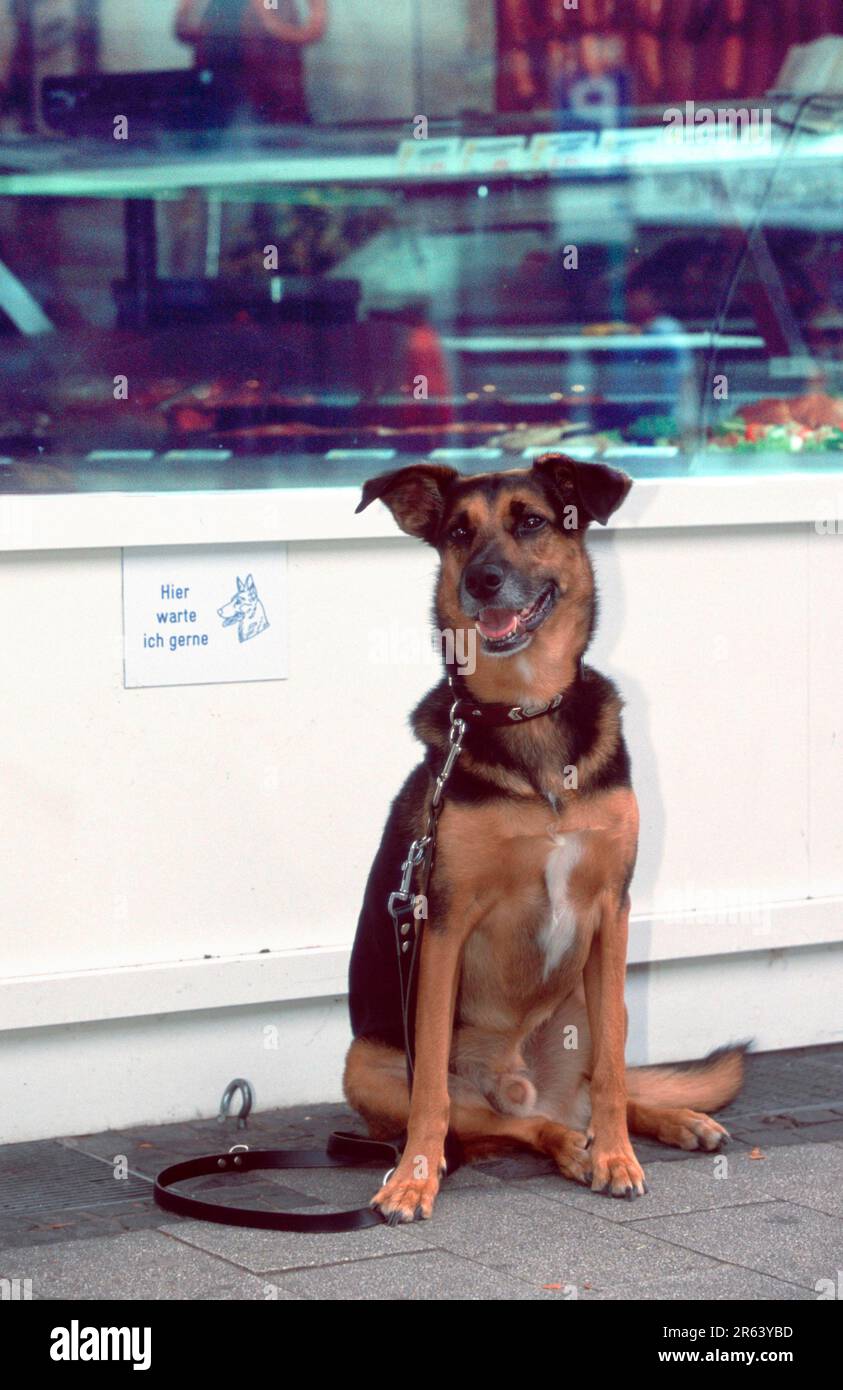 Cane Mongrel in attesa di fronte alla macelleria, Renania settentrionale-Vestfalia, Germania, guinzaglio Foto Stock