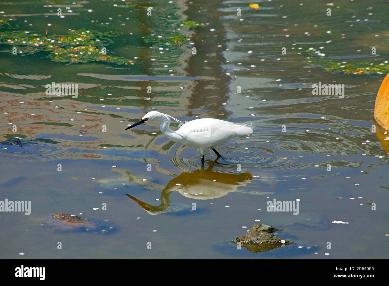 Piccola egretta a piedi nel laghetto Foto Stock